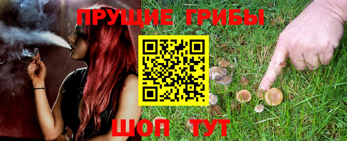 Псилоцибиновые грибы Psilocybine cubensis Тара
